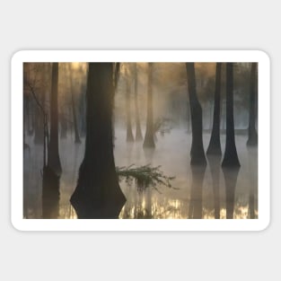 Bald Cypress Grove In Freshwater Swamp At Dawn Lake Fausse Pointe Sticker